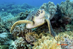 Turtle @ Apo Island 
 by Taco Cheung 